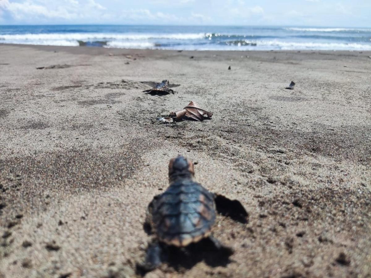 El Deseo Serendipity Tortuguero Exteriér fotografie