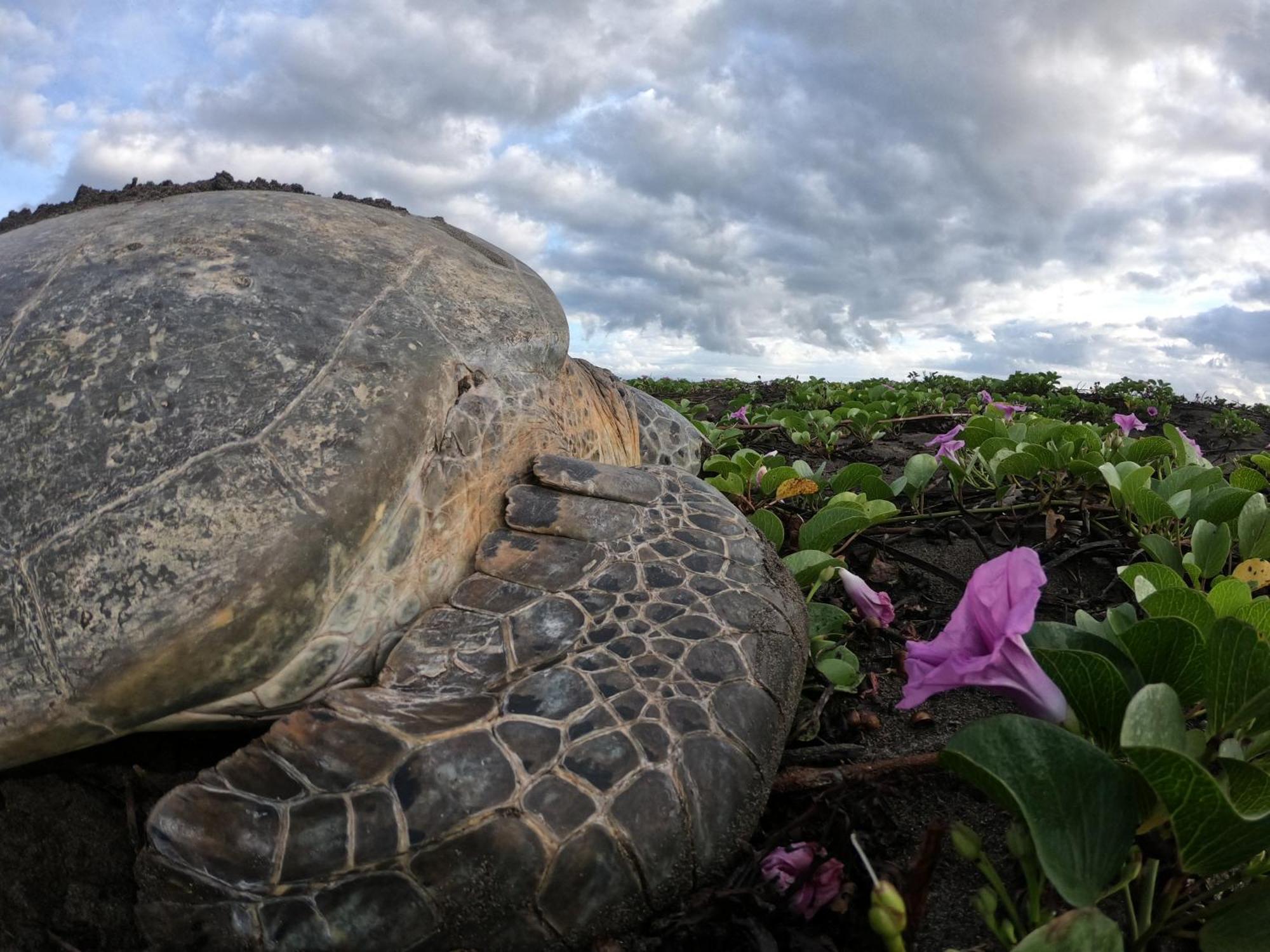 El Deseo Serendipity Tortuguero Exteriér fotografie