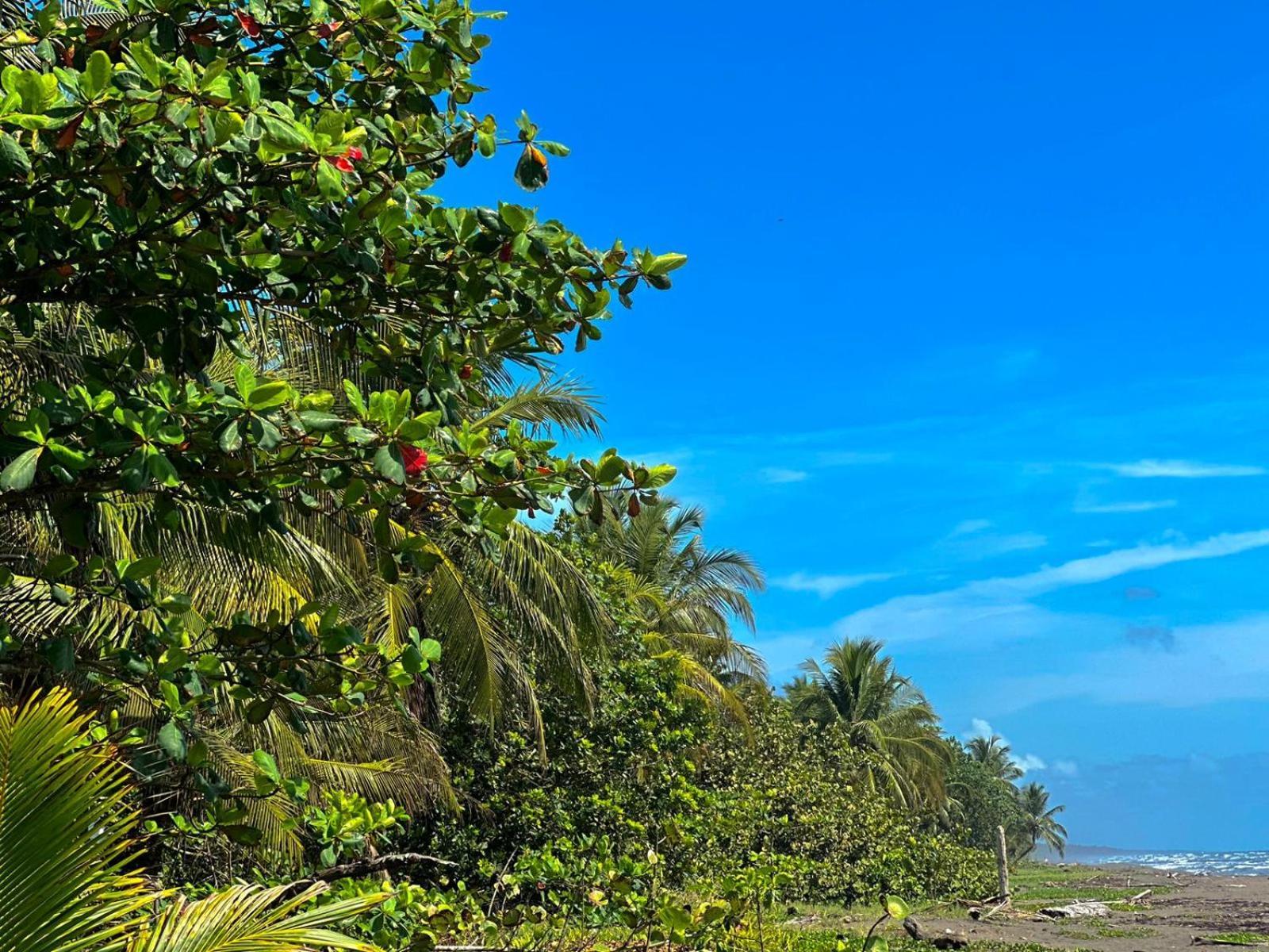 El Deseo Serendipity Tortuguero Exteriér fotografie